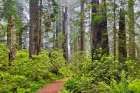 USA, California. Del Norte Redwoods State Park springtime with redwoods and rhododendrons Landscape Print
